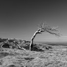 Snow Gum
